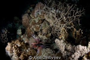 Lion fish at night dive by Kirill Zinovyev 